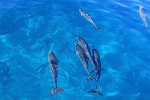 Kona: giro in barca per avvistamento dei delfini e doppio snorkeling con barbecue