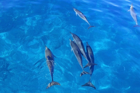 Kona: Delfinbeobachtung und doppelte Schnorchel-Bootsfahrt mit BBQ