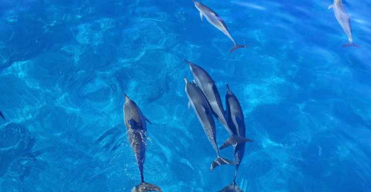 Kona Dolphin Watch and Double Snorkel Boat Tour with BBQ GetYourGuide