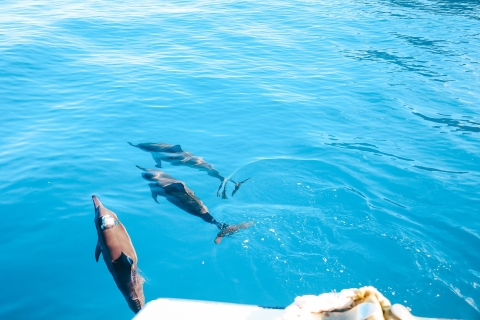 Kona: tour en barco de avistamiento de delfines y esnórquel doble con barbacoa