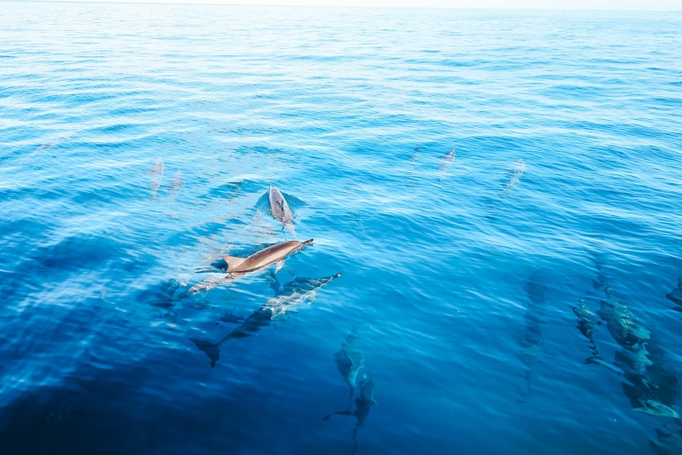Kona: Dolphin Watch and Double Snorkel Boat Tour with BBQ