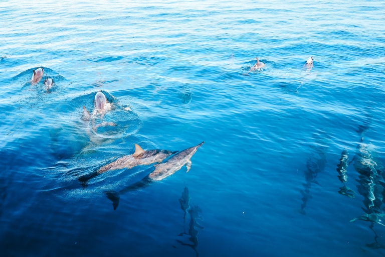 Kona: oglądanie delfinów i podwójna wycieczka łodzią z rurką z grillem