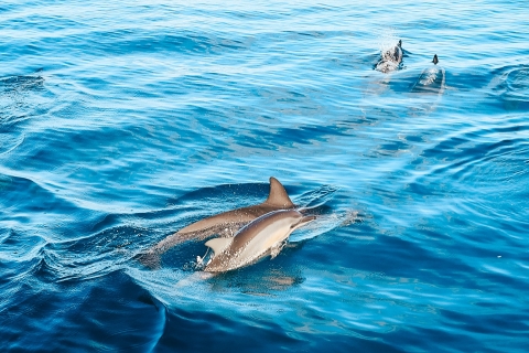 Kona: oglądanie delfinów i podwójna wycieczka łodzią z rurką z grillem