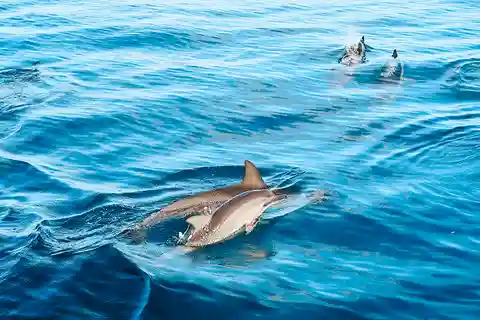 Dolphin Watch Snorkel and BBQ in Kona, Big Island