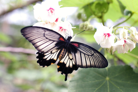 Rhodes: Shore Excursion, Valley of the Butterflies & Lindos Tour with Driver