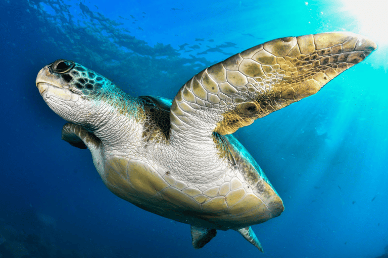 Tenerife: 2-Dive Private Scuba Discovery Course