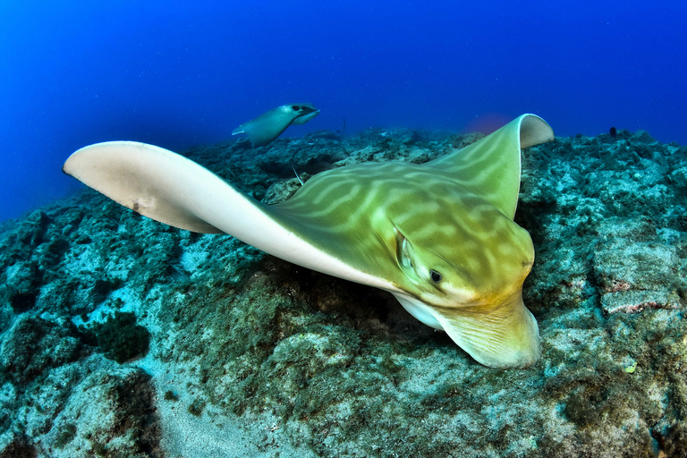 Tenerife: 2-Dive Private Scuba Discovery Course