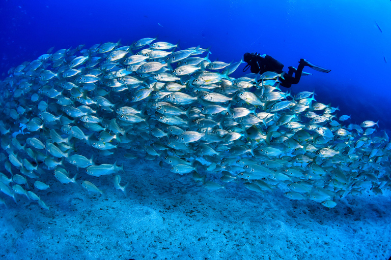 Tenerife: Paseo en barco privado con buceo y 2 inmersionesTenerife: Buceo privado con 2 inmersiones