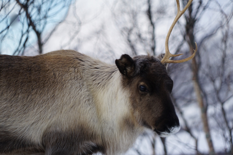 Tromsø: wędrówki na rakietach śnieżnych w malowniczym krajobrazieWycieczka prywatna