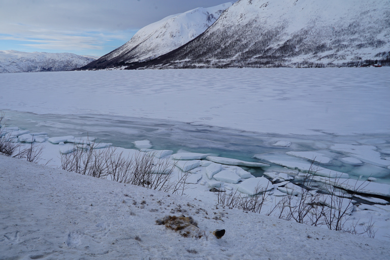 Tromsø: racchette da neve nel paesaggio panoramicoTour privato