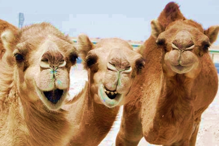 Hurghada: 3-godzinne safari po pustyni, Quad i wielbłądyPojedynczy quad