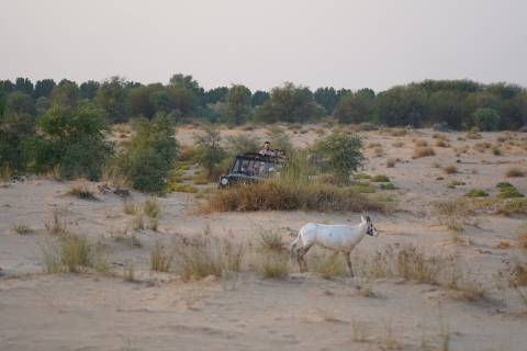 Dubai: Al Marmoom Morning Safari by Vintage Car with Meal Shared Tour