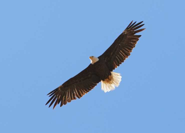 San Luis Obispo: Eagle and Birdwatching Tour by Hummer