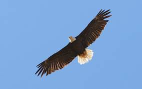 San Luis Obispo: Eagle and Birdwatching Tour by Hummer
