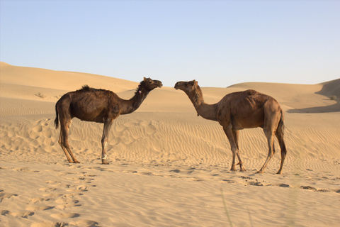 Da Agadir: tour del deserto del Sahara in jeep 4 × 4 con pranzoTrasporto da Agadir