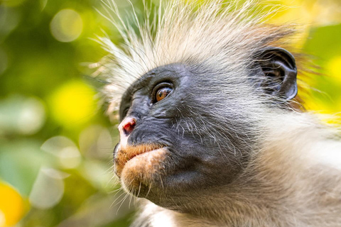 Zanzibar: Floresta de Jozani + excursão à Cidade de Pedra com traslado