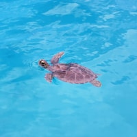 St. Martin, Carta de barco de velocidade privada - Housity