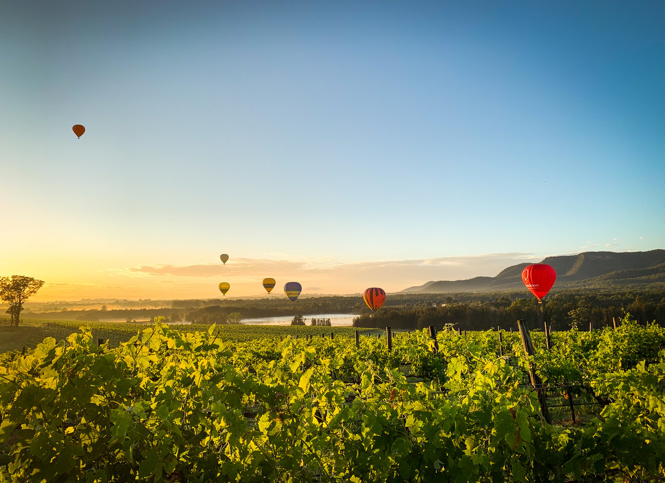 Hunter Valley: Ballontur i solopgang med boblende morgenmad