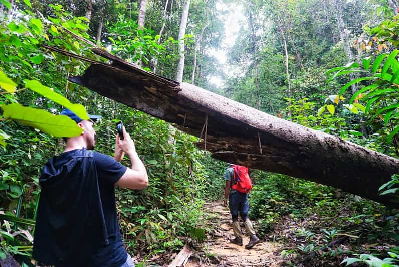 Malaysia: Gunung Panti Forest Reserve Guided Nature Tour | GetYourGuide