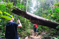 Malaisie, Visite guidée de la nature de la réserve forestière de Gunung Panti - Hizvo