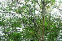 Malaisie, Visite guidée de la nature de la réserve forestière de Gunung Panti - Hizvo