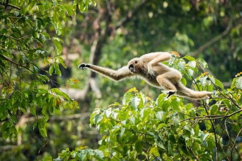 マレーシア：グヌン パンティ森林保護区ガイド付きネイチャー ツアー