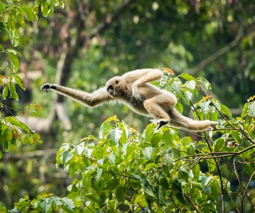 Malaysia: Gunung Panti Forest Reserve Guided Nature Tour