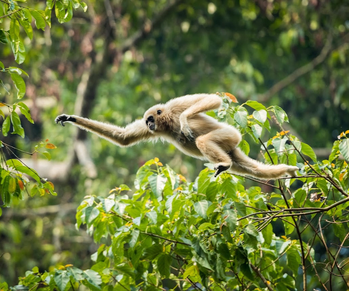 Malaysia: Gunung Panti Forest Reserve Guidet naturtur