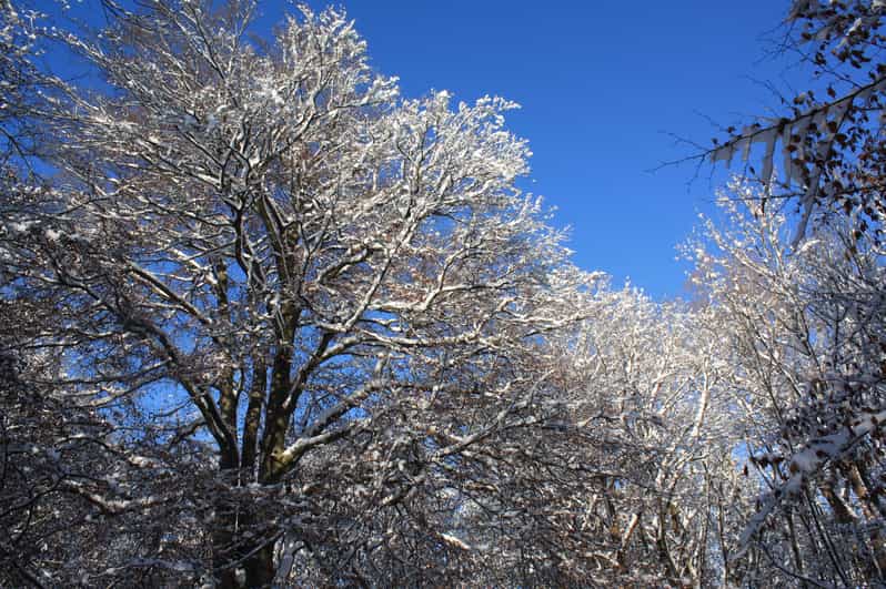 Munich: Christmas Markets Walking Tour with Snack and Drink