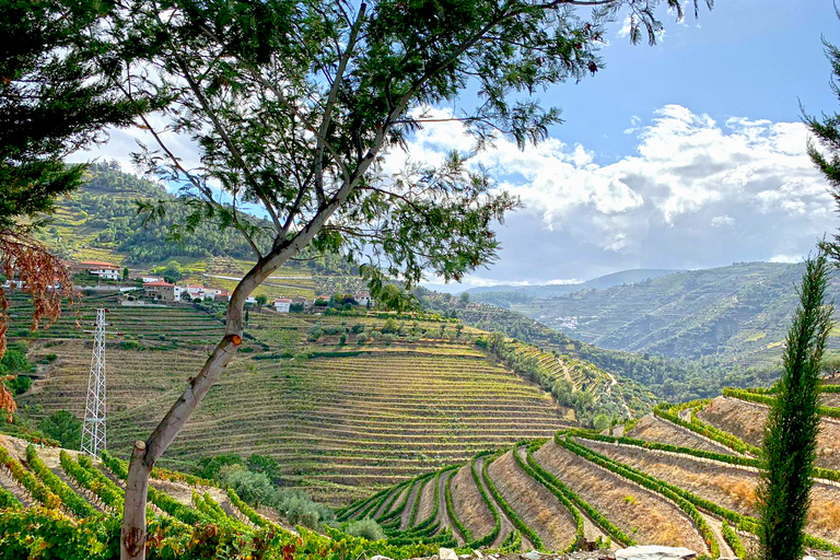 From Porto: Small-Group Douro Valley Wine Tour Lunch & Boat