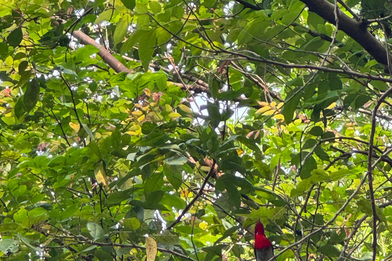Santuario de My Son y Senderismo de Montaña - PeregrinaciónMi hijo Santuario Viaje de madrugada