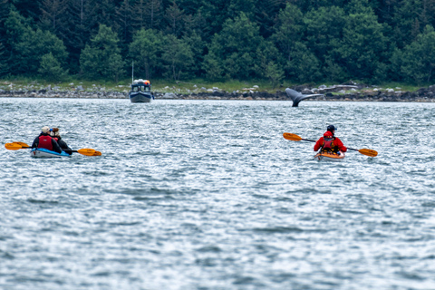 Juneau: Paddle with Whales Kayak Adventure