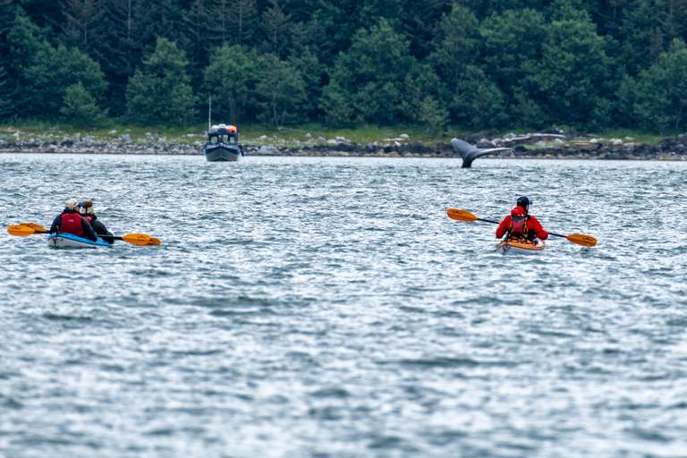 Juneau: Paddle with Whales Kayak Adventure