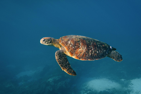 From Bali: Nusa Penida Private Snorkeling Tour with Lunch Shared Boat Trip with Meeting Point at Sanur