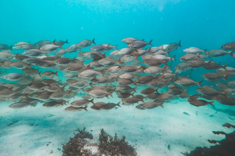 Cidade do Cabo: Snorkel guiado pela Great African Sea Forest