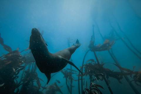 Cidade do Cabo: Snorkel guiado pela Great African Sea Forest