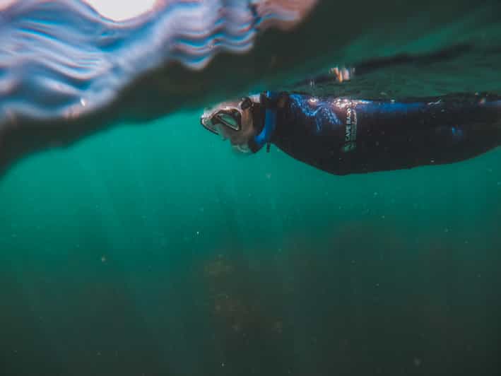 Cape Town Great African Sea Forest Guided Snorkel GetYourGuide