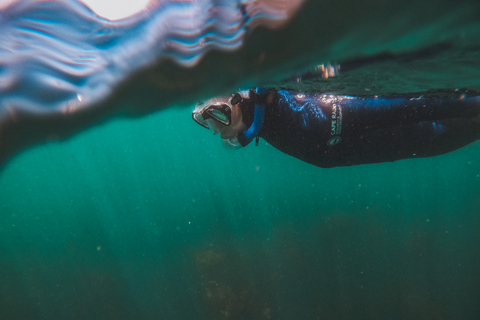 Le Cap : plongée en apnée guidée dans la Great African Sea Forest