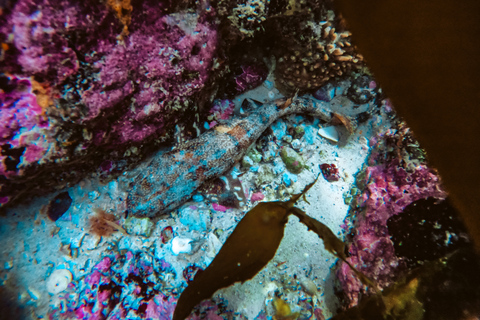 Kaapstad: begeleid snorkelen in het Great African Sea Forest