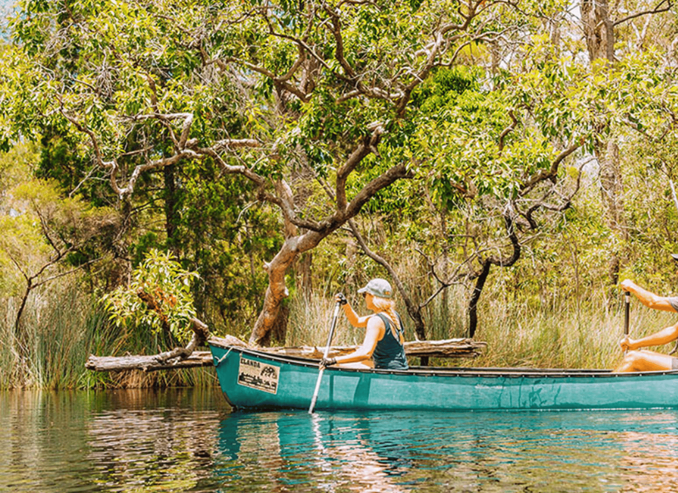 Noosa: Everglades Explorer-krydstogt med valgfri kanosejlads