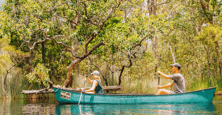 Noosa : Croisière D'exploration Des Everglades Avec Canoë En Option ...