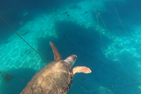 Chania: Stand-Up Paddleboard & Snorkeling Small Group Tour