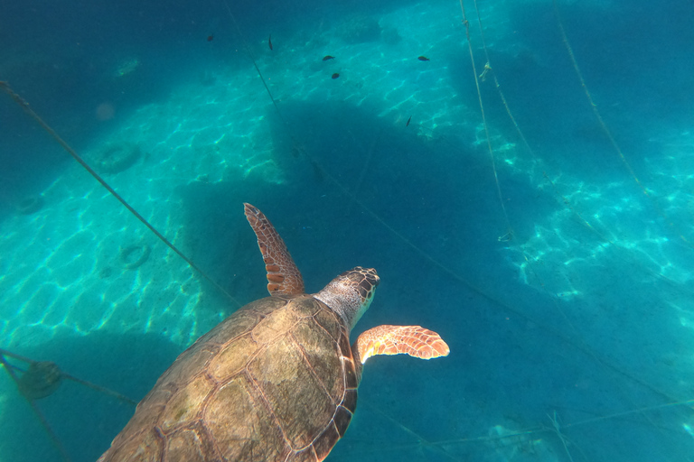 Chania: Paddleboarding i nurkowanie z rurką w małej grupie