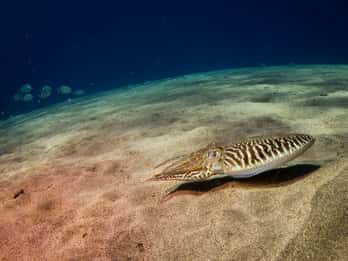 Puerto del Carmen: 2 Guided Scuba Dives (certified only)