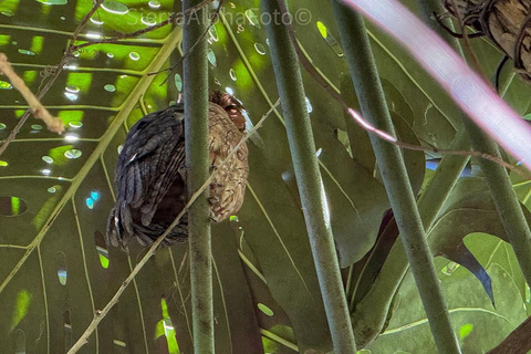 Tour privado del Santuario de Aves de RocklandDesde Montego Bay