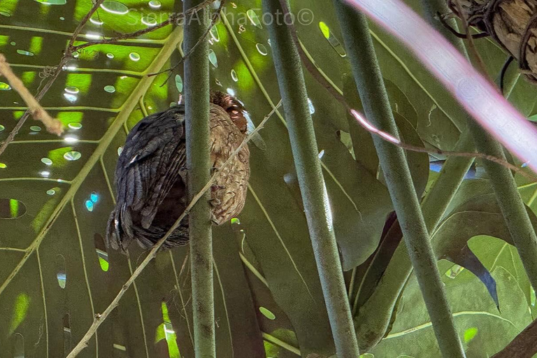 Tour privado del Santuario de Aves de RocklandDesde Montego Bay