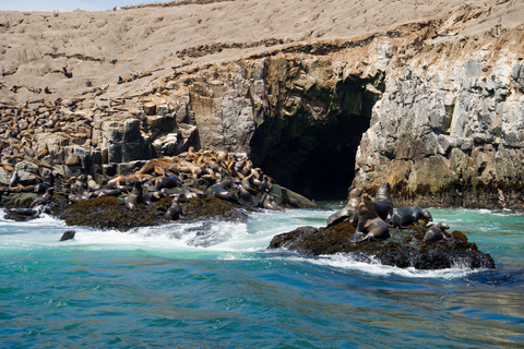 Lima: Sea Lion Swim and Wildlife Palomino Islands CruiseWith Hotel Transfers