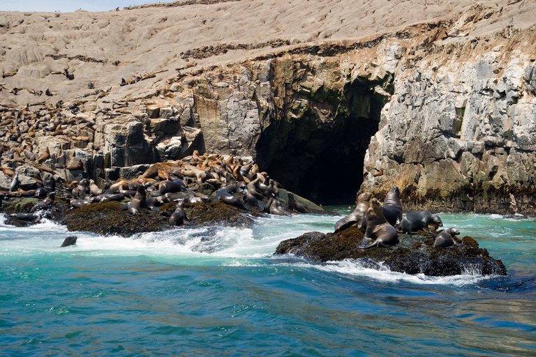 Lima : Nage avec les otaries et croisière dans les îles Palomino (faune et flore)Tarifs pour toutes les nationalités - Pas pour les Péruviens