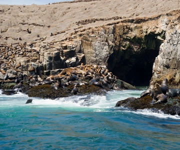 Lima: Nado con leones marinos y crucero por las Islas Palomino