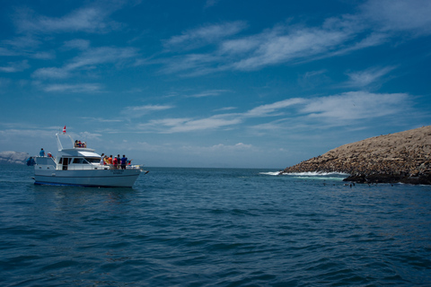 Lima : Nage avec les otaries et croisière dans les îles Palomino (faune et flore)Tarifs pour toutes les nationalités - Pas pour les Péruviens